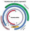 Photo for Hepatitis B Virus (HBV) Therapeutics : US Drug Forecast and Market Analysis to 2024