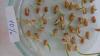 Photo for Seed Treatment Market- increasing prominence of soybean seed treatment- IndustryARC.