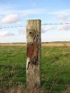 Photo for Popular Fence Post