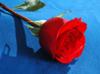 Photo for FlowerTime