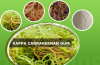 Photo for Carrageenan Gum Market-Global Size, Share, Trends Analysis and Forecast, 2015 – 2021