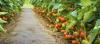 Photo for Biopesticides Market - Global Industry Perspective, Comprehensive Analysis and Forecast, 2015 – 2021