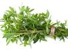 Photo for Global Savory Market Research Report to 2020