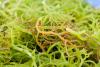 Photo for Carrageenan Gum Market: Rising demand for processed food along with an increase in spending capacity per captia is expected to propel the market growth,2015-2021