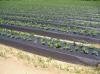 Photo for Global Mulch Film Market is Expected to Cross USD 4.2 Billion in 2021