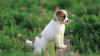 Photo for Dog Breeding Is A Demanding Affair