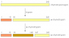 Photo for site directed mutagenesis