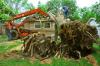 Photo for Tree Removal Sequin