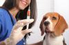 Photo for Animal Vaccines Market: Industry Perspective, Comprehensive Analysis and Forecast, 2014 – 2021