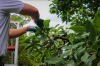 Photo for Progression Tree Care
