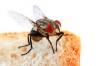 Photo for Fly control