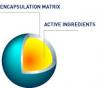Photo for Microencapsulation Market Growth, Trends, Forecast and Value Chain 2015-2021