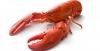 Photo for Chitosan Market - size and Key Trends in terms of volume and value 2015-2021