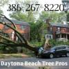 Photo for Daytona Beach Tree Pros