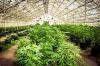 Photo for Accounting for marijuana dispensaries
