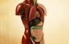 Photo for World Liver Disease Treatment Market - Opportunities and Forecast, 2014 - 2022