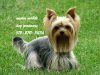 Photo for Austin Mobile Dog Groomers