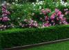 Photo for Boxwood shrubs