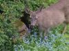 Photo for Deer resistant shrubs