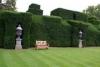 Photo for Privacy shrubs