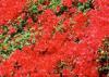 Photo for Shade shrubs