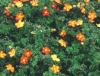 Photo for Low maintenance shrubs