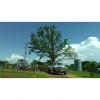 Photo for Tree service Oklahoma City