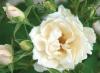 Photo for Shrub roses
