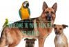 Photo for Pet Healing Service