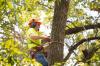 Photo for Columbus Tree Service Pros