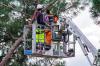 Photo for Tree Service Severna Park