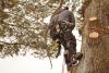 Photo for JP Tree Service