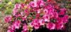 Photo for Shrubs