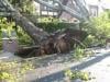 Photo for Jacksonville Area Tree Removal