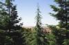 Photo for San Ramon Tree Service