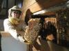 Photo for Bee hive removal