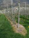 Photo for Global Glyphosate Market to Reach US$8.79 bn by 2019 Propelled by Increasing Adoption of Genetically Modified Crops