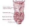 Photo for Thyroid Gland Disorders Treatment Providers Need to Prepare for Rapidly Increasing Patient Count, says TMR