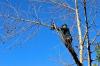 Photo for Tree Service Riverside