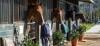 Photo for Hansen dam Equestrian Training Facilities Center