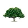 Photo for Albany Tree & Property Service