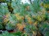 Photo for Pine needle mulch