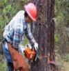 Photo for Pittsburgh Tree Removal