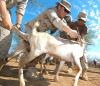Photo for Companion Animal Vaccines is driven by rising prevalence of zoonotic disease