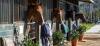 Photo for Private Horse Training Programs in California