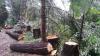Photo for Eugene Barringer Tree Service