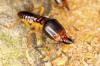 Photo for Hoffman Pest Control