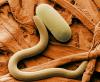Photo for Nematicides-Type of pesticides used to kill plant parasites- Nematicides Market is expected to rise at a remarkable CAGR in 2020