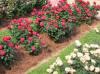 Photo for Pine straw mulch supply