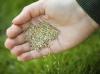 Photo for Plant grass seed services
